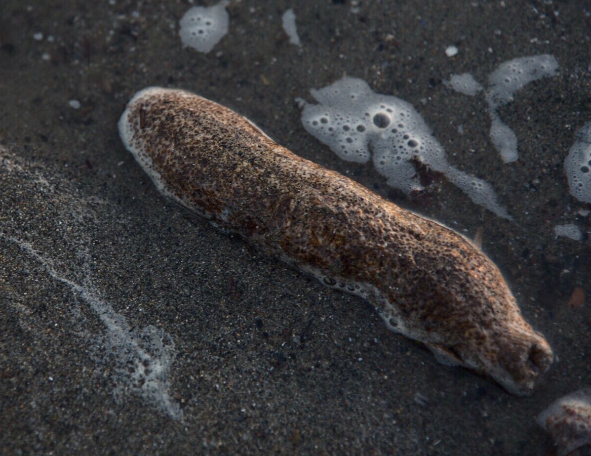 Le oloturie o cetrioli di mare